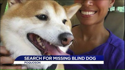 Family Desperate to Find Missing Blind Dog in Need of Medication