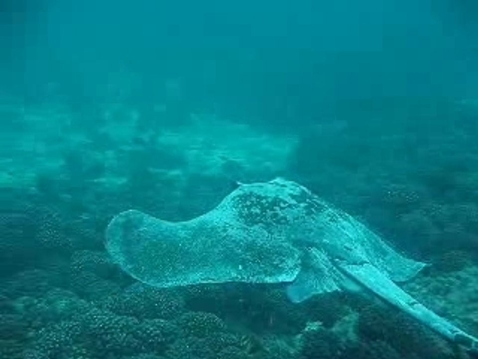 Une plongée au sultanat d Oman