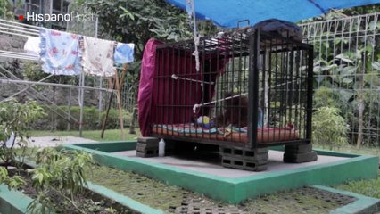 Indonesia lucha por frenar la extinción de los orangutanes