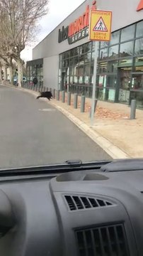 Ce sanglier vient détruire la vitrine d’un Intermarché à Pont-Saint-Esprit