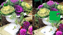 Ornamental cabbage Or kale Or Flowering Cabbage Farming