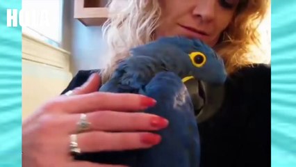 Videos DE AVES Divertidos y trucos 2017