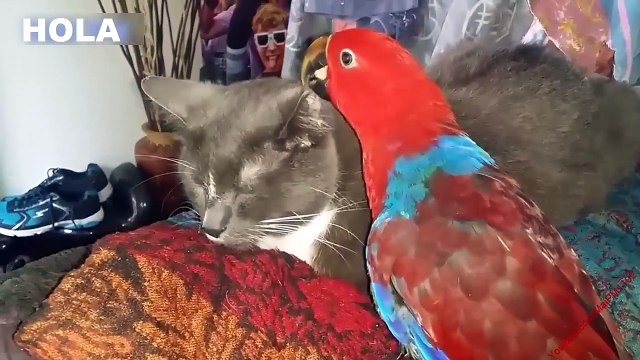 Videos de loros y gatos lindos - Lo mejor de Funny gatos molestos 2017
