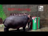 Cincinnati Zoo Celebrates Fiona the Hippo's First Christmas