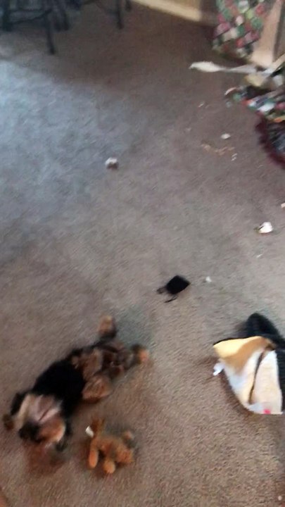 Doggo Rips Open all Presents