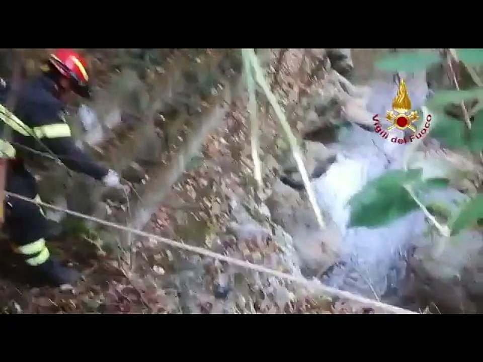 Cucciolo di cane cade nel fiume, salvato dai Vigili del Fuoco (22.11.17)