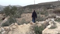 Yahudi Yerleşimciler Filistinlilerin Zeytin Ağaçlarını Kesti