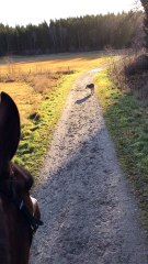 Being Followed by a Wolf