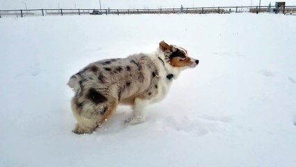 Montana Dog Loves Playing in Snow