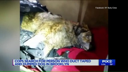 Dog Recovering After Being Found Stuffed in Plastic Bag with Its Mouth Taped Shut