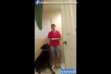 Rottweiler detiene crisis de joven con Síndrome de Asperger