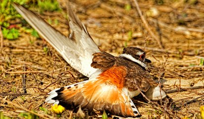 Âm mưu của con chim sát thủ gãy cánh