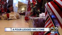 Scottsdale hotel guests welcomed by canine ambassadors