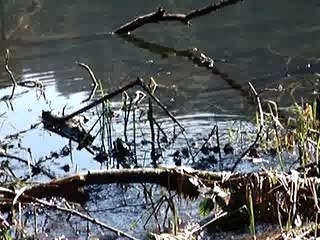 Lac la Maix grenouilles 4 05