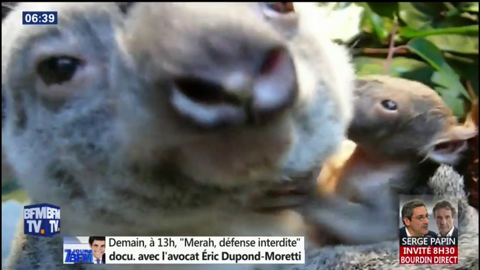 Ce Petit Koala Sort De La Poche De Sa Maman Pour La Premiere Fois Video Dailymotion