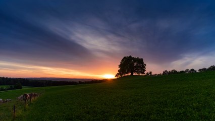 Sunset Landscape Idyll Cows Pasture Graze Tree