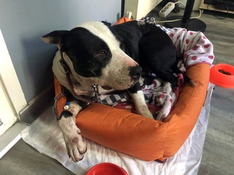 Kendi Köpeğini Kurtarmak Adına Pitbull Cinsi Köpeği Bıçakladı