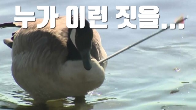 [자막뉴스] 누가 이런 짓을...목에 화살 꽂힌 채 살아가는 거위 / YTN