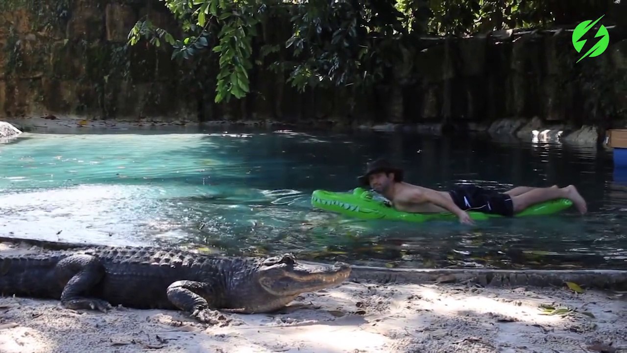 Il se baigne avec 2 crocodiles dans sa piscine... Même pas peur!