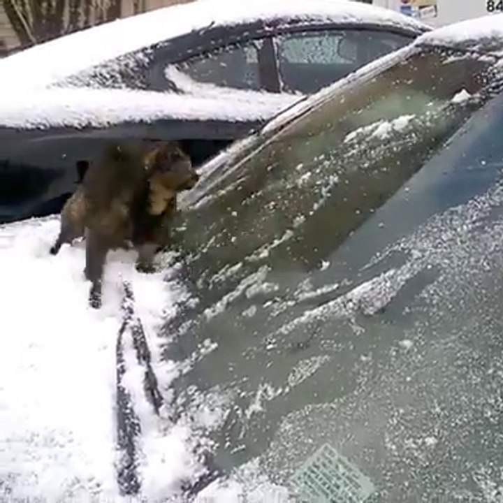 Ce chat adore la neige... Plutot inhabituel mais adorable