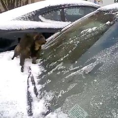 Ce chat adore la neige... Plutot inhabituel mais adorable