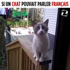 Si les chats pouvaient parler ça donnerait ça... Adorable