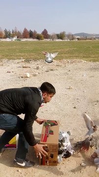 Güvercin döküşmesi Şanlıurfa karaköprü kuş bird 2.dokum5