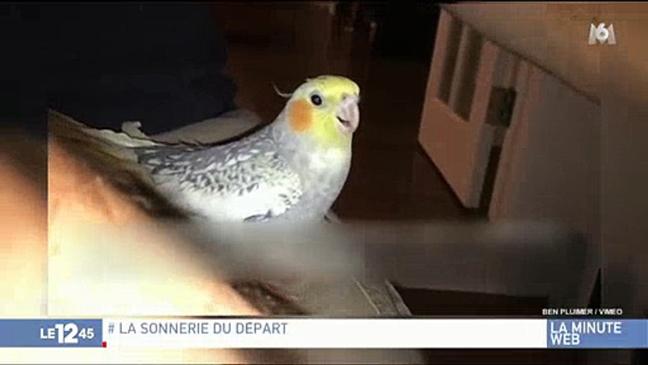 Buzz : Une perruche imite la sonnerie de l'iPhone et amuse les internautes - Regardez