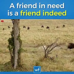 friend in need is friend in deed - Animals friendship video