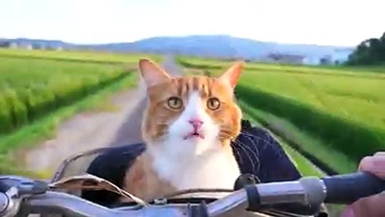 i love cat 2018