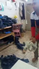 The guy scared of the cat۔۔۔  bay chara billi sy atna dar gya k apna sar hi phor betha