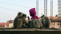 Modern-day Mowgli: Indian toddler forges bond with monkeys