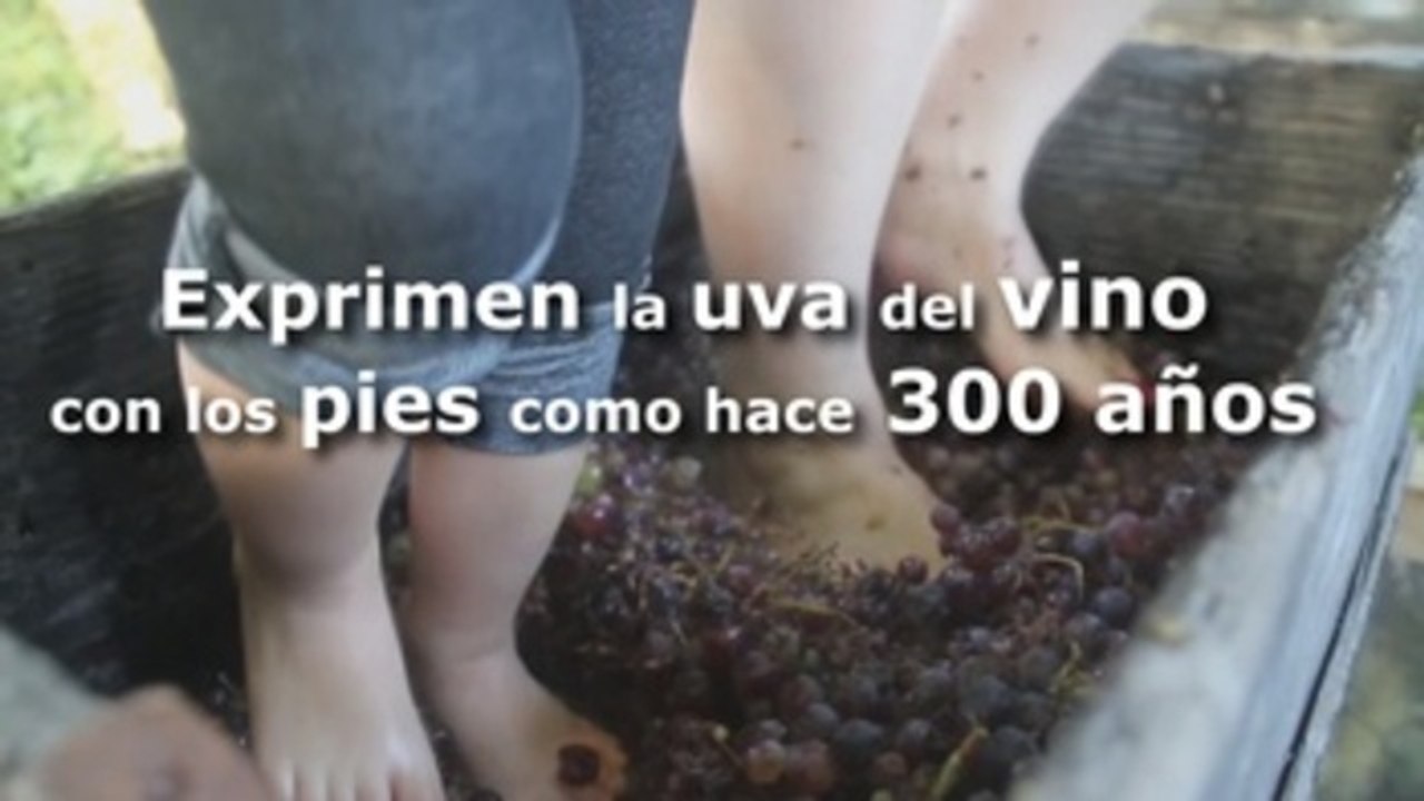 Exprimen la uva del vino con los pies como hace 300 años
