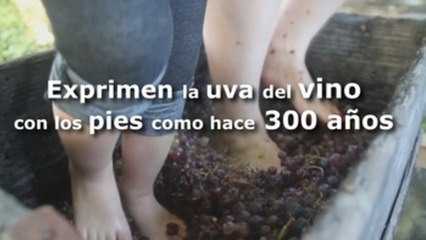 Exprimen la uva del vino con los pies como hace 300 años