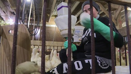 Aux USA, une ferme se bat pour faire accepter le foie gras