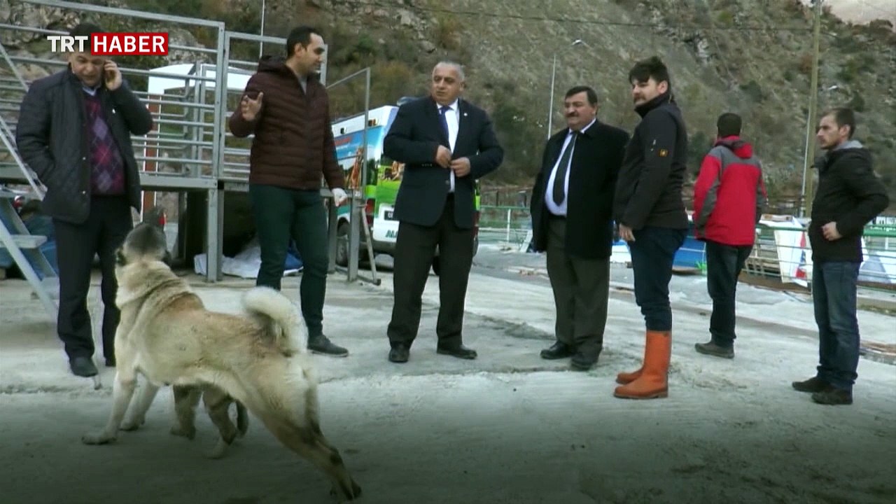 Artvin Belediyesi hem sokak hayvanlarına ve hem de yabani hayvanlara sahip çıktı.