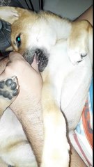 Un chien suce le pouce de son maitre