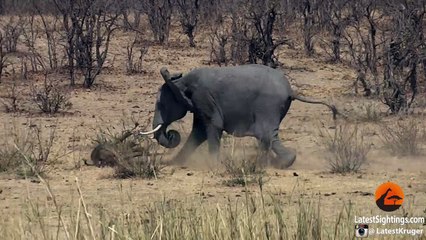 Elephant Stabs and Kills Buffalo