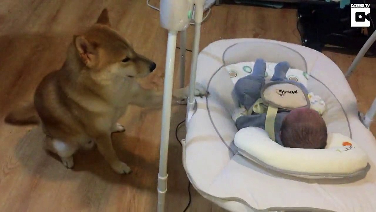 Trop mignon ce chien berce le bébé dans pour dormir !