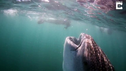 Cet énorme requin baleine de 10m ouvre grand la gueule pour se nourrir !!