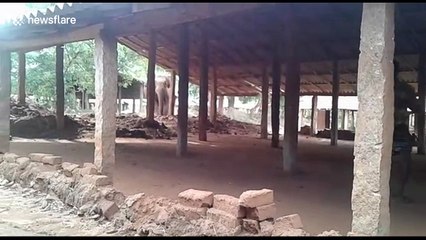 Man torments elephant desperately looking for intoxicating palm