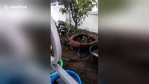 Dog splashing around in plant pots