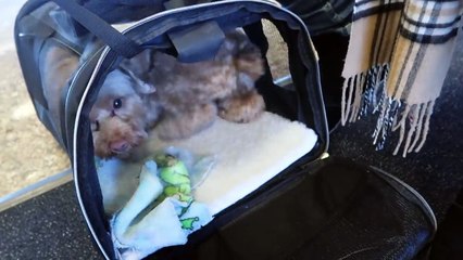 HOME FOR THE HOLIDAYS! Vlog + Shoulder and Back Workout