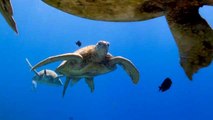 Yeşil Deniz Kaplumbağalarının Bakım Zamanı