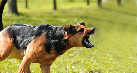 Pitbull Faciası Sonrası Gündemdeki Soru: Köpekler Neden Sahiplerine Saldırır?