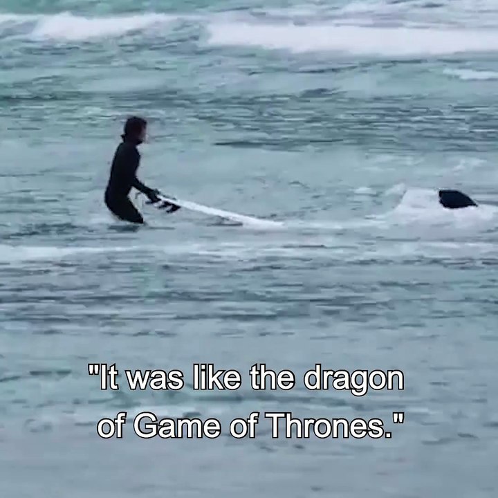 Seals dont allow surfing