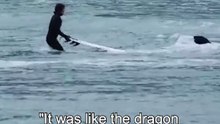 Seals dont allow surfing