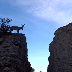 Goats doing leap of faith