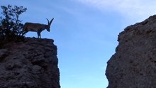 Goats doing leap of faith