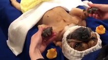 Dog enjoys massage